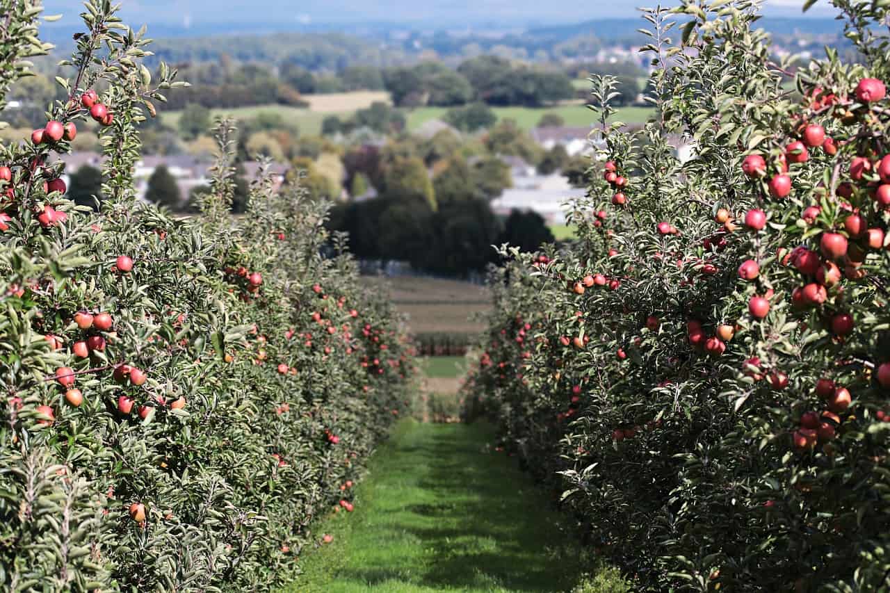 Julian Apple Orchard
