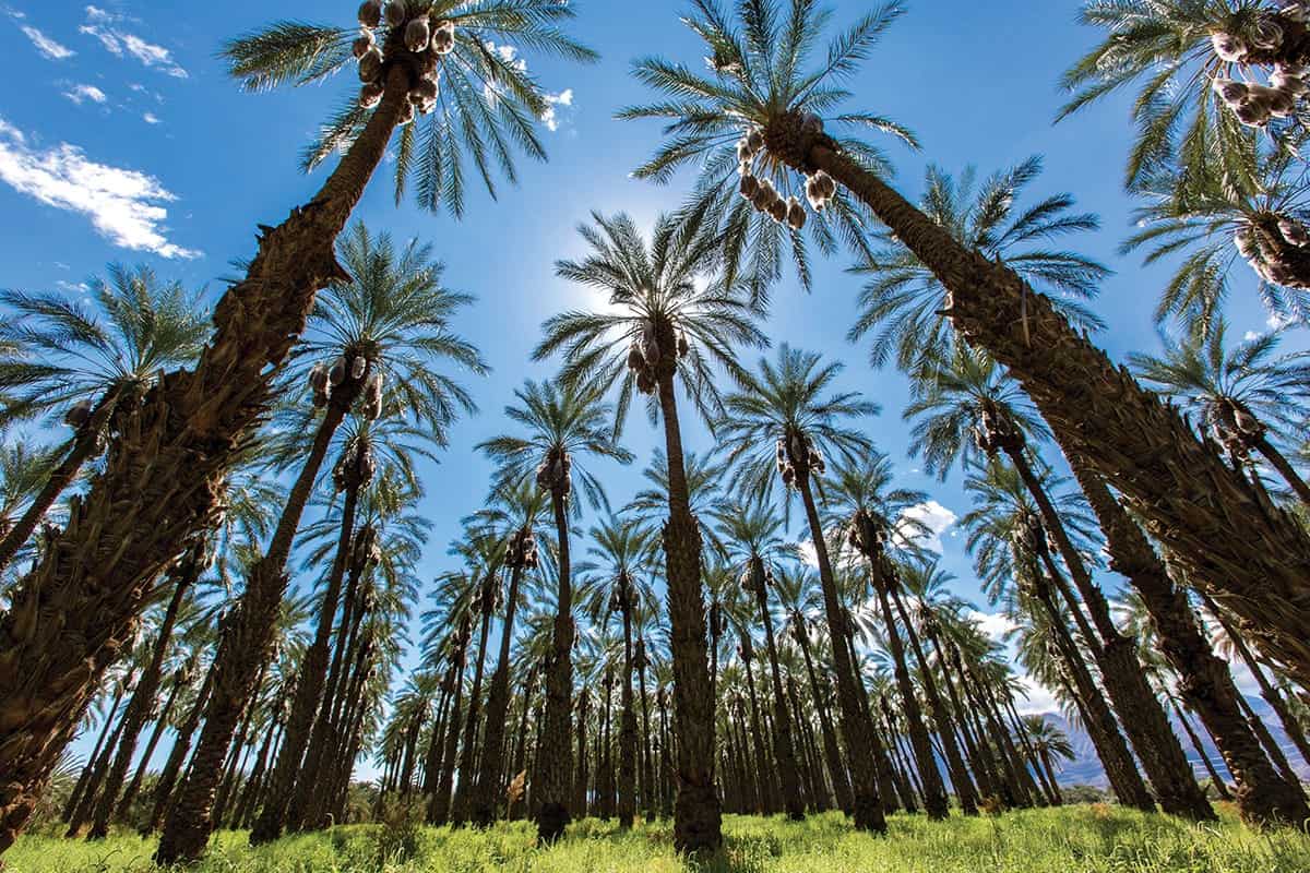 Impact of Tourism and Seasonal Visitors in Palm Desert